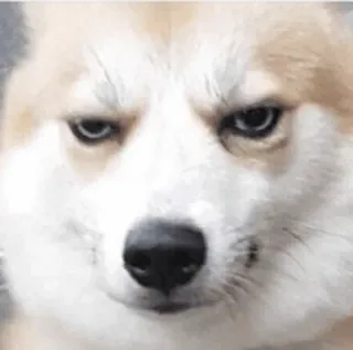 😏 6bd8e4f6 cachorro, animal, meme, engraçado, bravo, rabugento, expressão, corgi telegram sticker