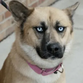 😐 80bc4b21 cachorro, animal, animal doméstico, animal de estimação, olhos azuis, mamífero telegram sticker