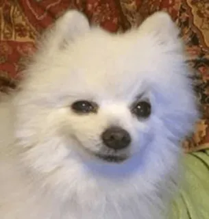 Animolz telegram stickers