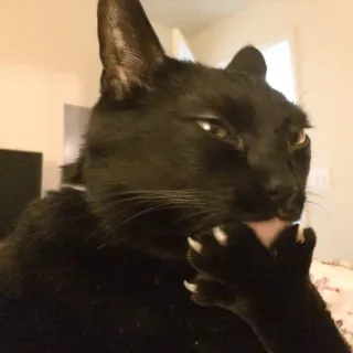 🤔 9f51000c gato, gato preto, lambendo, animal de estimação, animal, animal doméstico, felino telegram sticker