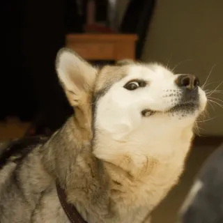 👀 aa3b9b62 cão, husky, animal, animal de estimação, animal doméstico telegram sticker