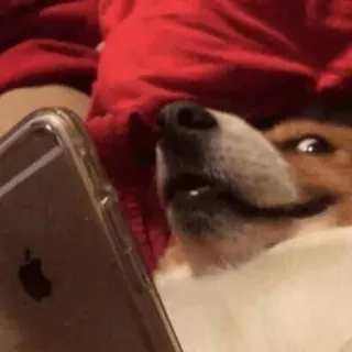 😃 babe126a cachorro, corgi, telefone, animal, animal de estimação, meme telegram sticker