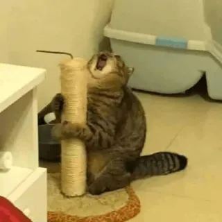 😫 eada69ff gato, animal, animal de estimação, arranhador, bocejo, animal doméstico telegram sticker
