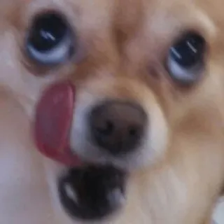 😋 f0099a0b cão, fofo, lambendo, filhote, animal, animal de estimação telegram sticker