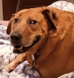 Animolz telegram stickers