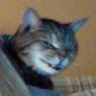 😈 fe650c18 gato, animal, animal de estimação, fofo, engraçado, felino telegram sticker