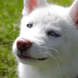 😏 ff1c7e97 cão, filhote, branco, husky, animal de estimação, animal, fofo telegram sticker