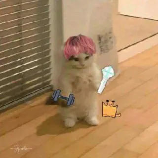 🔰 0999cb57 แมว, ลูกแมว, ยกน้ำหนัก, ผมสีชมพู, ตลก, สติกเกอร์ telegram sticker