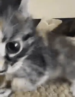 🌿 295a197c 小猫, 可爱, 动物, 猫, 宠物 telegram sticker