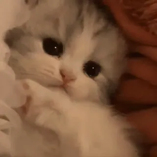 @webcutes telegram stickers