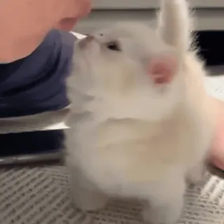 ❤️‍🩹 7f7d8ae8 猫, 小猫, 白色, 宠物, 可爱, 动物 telegram sticker