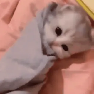 💓 9bae233a 猫, 小猫, 可爱, 动物, 毯子, 包裹, 舒适 telegram sticker