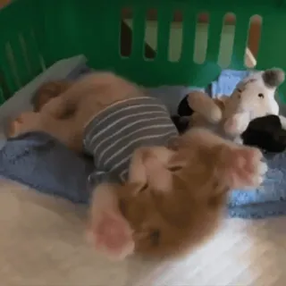 🥺 bc214d8e 婴儿, 可爱, 睡眠, 动物, 新生儿 telegram sticker