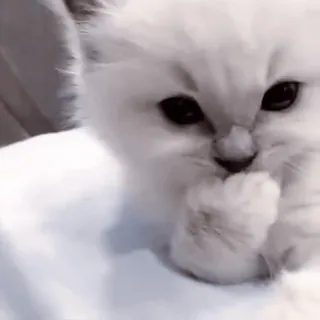 @webcutes telegram stickers