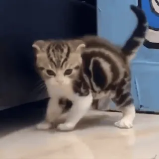 🥴 fe930e1d 猫, 小猫, 可爱, 动物, 宠物 telegram sticker