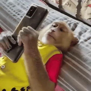 📱 0c538ecd обезьяна, телефон, животное, примат, млекопитающее, технологии, лежа, в помещении telegram sticker