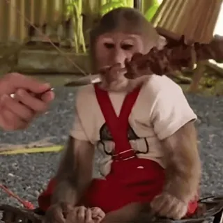 🤨 11cf8d3d обезьяна, животное, одежда, на улице, милый telegram sticker