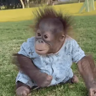 😊 28afa3bb детеныш орангутана, обезьяна, человекообразная обезьяна, животное, милый, примат telegram sticker