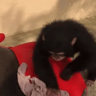 🤌 3a98a46b шимпанзе, обезьяна, примат, животное, красный, милый telegram sticker