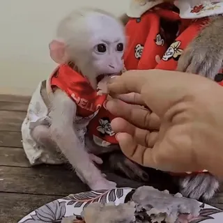 😡 42262fe9 обезьяна, животное, примат, милый, еда, ест, детеныш обезьяны telegram sticker