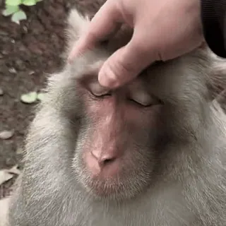 😊 46fa9c05 обезьяна, животное, ласка, примат, рука, закрытые глаза telegram sticker