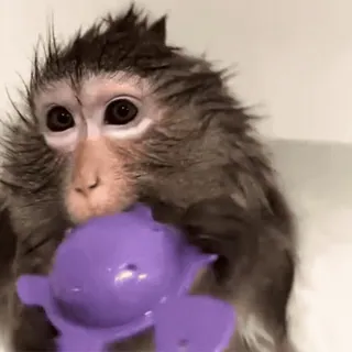 💧 59254990 обезьяна, животное, купание, игрушка, милый, дикая природа, примат telegram sticker