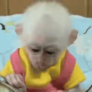 🥒 75d15ba3 обезьяна, животное, милый, альбинос, одежда, человекообразная обезьяна telegram sticker