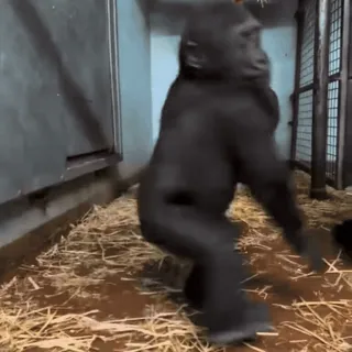 💋 7c085ca0 горилла, животное, примат, зоопарк, млекопитающее, дикая природа telegram sticker