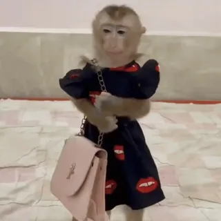 💄 918c11dd обезьяна, платье, животное, милый, мода, сумочка, смешной telegram sticker