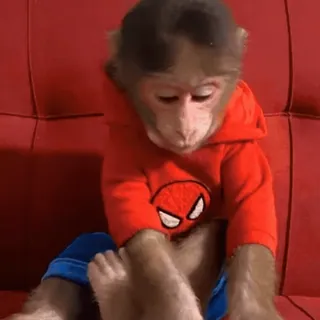 👅 92898cb5 обезьяна, человек-паук, животное, милый, красная толстовка, питомец telegram sticker