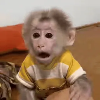 😮 b35a8f6a обезьяна, животное, милый, малыш, очаровательный telegram sticker