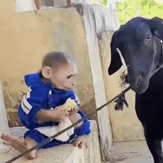 🤬 c4bc44c6 обезьяна, овца, животное, смешной, милый, на улице telegram sticker