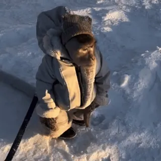 🥶 ea9a28d6 обезьяна, зима, снег, животное, одежда, холод, милый telegram sticker