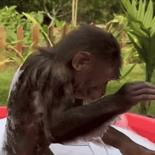 ⛲️ f18b35f5 обезьяна, животное, примат, ванна, бассейн, вода, милый telegram sticker