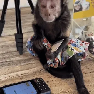 💳 fe9ff944 обезьяна, животное, милый, примат, платье, открытка, калькулятор telegram sticker