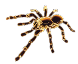 🕷 124e38cc Spinne, Vogelspinne, Spinnentier, Insekt, Tier, Halloween whatsapp sticker