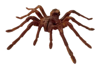 🕷 5bbd21c4 Spinne, Arachnide, Insekt, gruselig, Tier, Wildtier whatsapp sticker