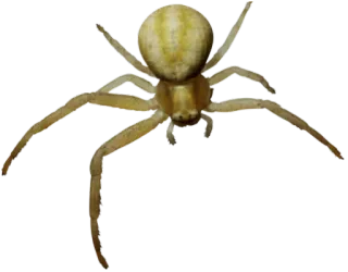 🕷 63d504dc Spinne, Tier, Insekt, Spinnentier, Natur, Wildtier whatsapp sticker