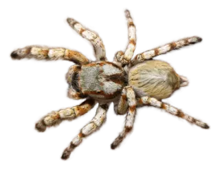 🕷 be0a2cbd Spinne, Tier, Spinntier, Insekt whatsapp sticker