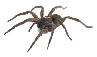 🕷 bf691ad3 Spinne, Arachnida, Insekt, gruselig, Natur, Tier whatsapp sticker