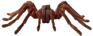 🕷 c86838ca Spinne, Arachnide, Vogelspinne, Insekt, Tier whatsapp sticker