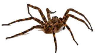🕷 d0ff8f4e Spinne, Tier, Spinntier, Insekt whatsapp sticker