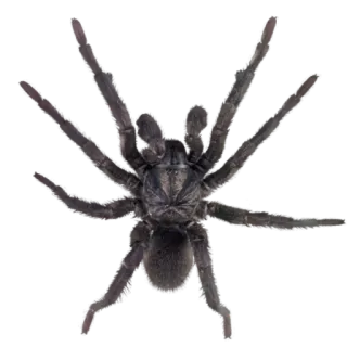 🕷 e2cc6249 Spinne, Spinntier, Insekt, gruselig, Käfer, Tier, Natur whatsapp sticker
