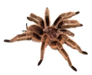 🕷 e8403f3c Spinne, Vogelspinne, Arachnide, gruselig, Tier, Insekt whatsapp sticker