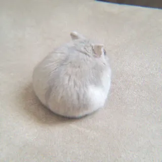 🐹 2eba1c3e hamster, animal, animal de estimação, roedor, pequeno, fofo whatsapp sticker