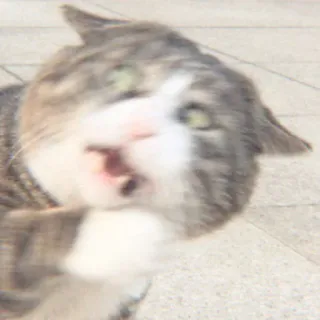 🐈 2fc91b7b gato, animal, engraçado, meme, animal doméstico, animal de estimação whatsapp sticker