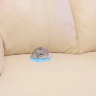 🐹 745113f5 hamster, derretendo, fofo, animal, animal de estimação, engraçado whatsapp sticker