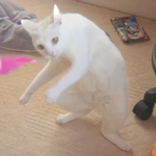 🐈 9eb52d8d gato, gato branco, animal, animal de estimação, fofo, gatinho, animal doméstico whatsapp sticker