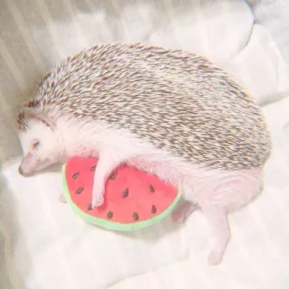 🦔 a45a1eb0 ouriço, melancia, fofo, animal, sonolento, animal de estimação whatsapp sticker