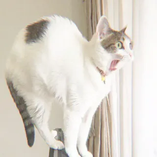 🐈 b1acd137 gato, bocejo, fofo, animal, animal de estimação whatsapp sticker